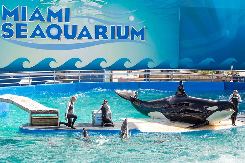 Seaquarium, Miami